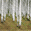 Birch